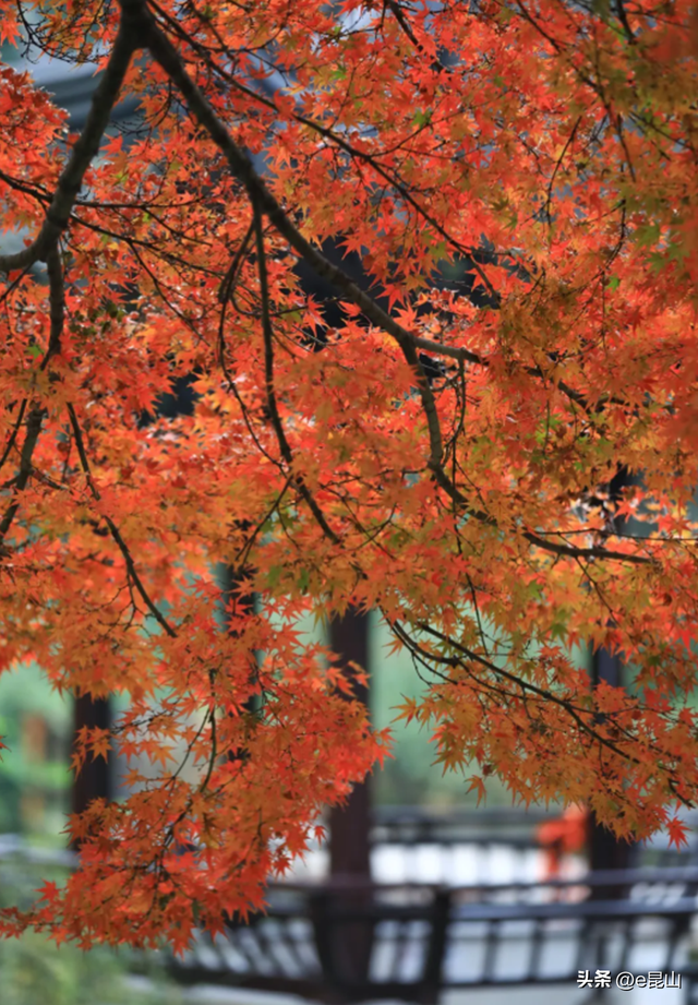 久等了！红透啦！