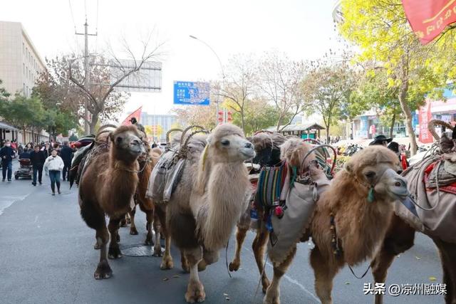 组图丨“东天山来的骆驼队”走进凉州城区
