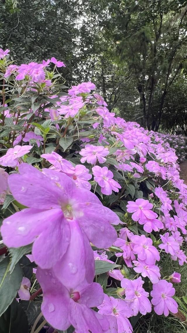 国庆旅游推荐 | 西安植物园邀您共赴秋季花宴