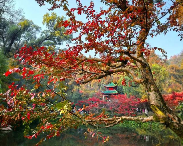 南方冬意，藏在这一亭红枫里