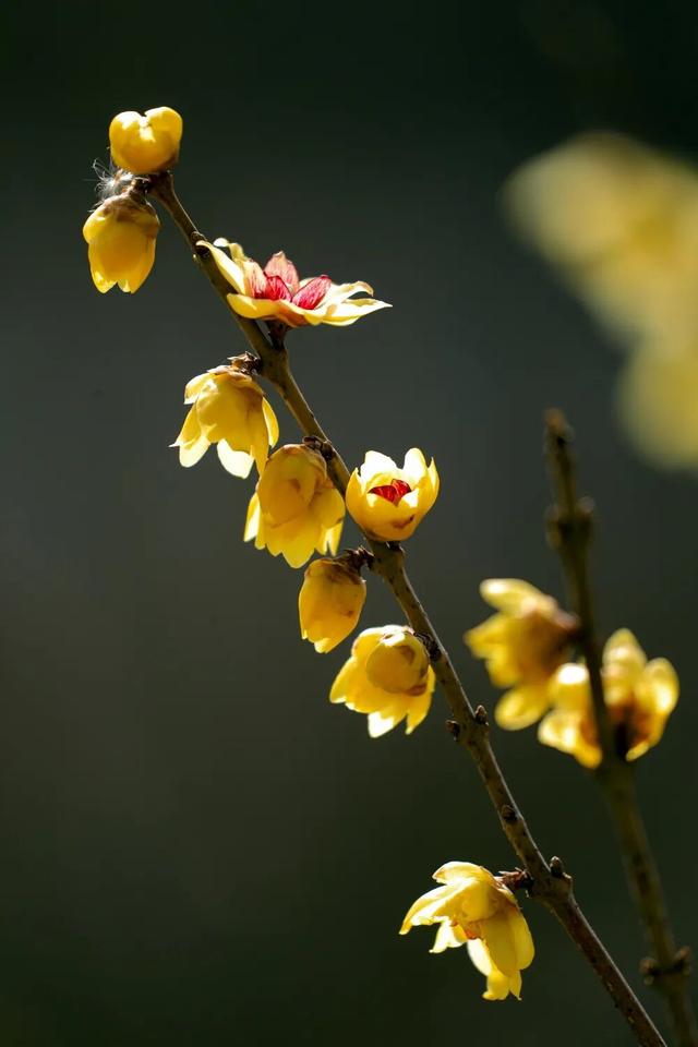 津门寻香，这里的花儿开好了！