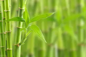 猪、绵羊和山羊图片