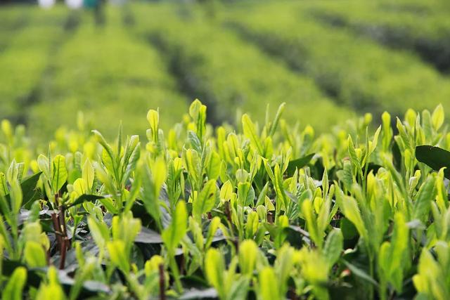 地名里的重庆 | 永川永荣镇，墨韵与茶香交融之地