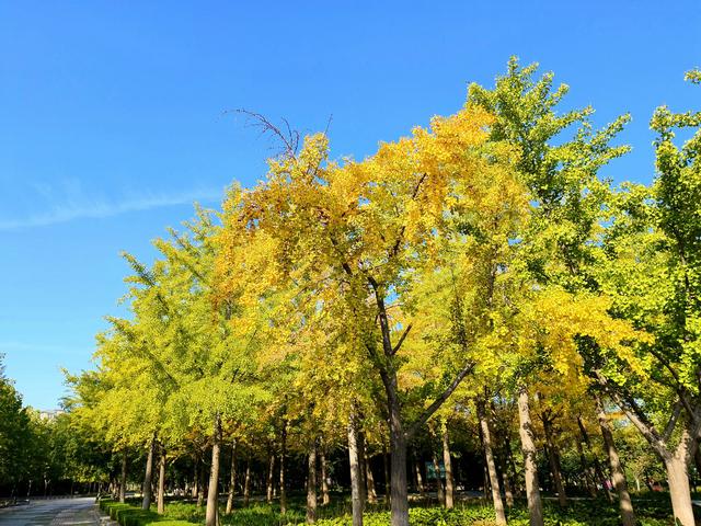 漫步泰安天平湖植物园