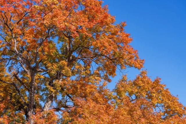 收藏一个秋天，石景山绝美秋色大公开