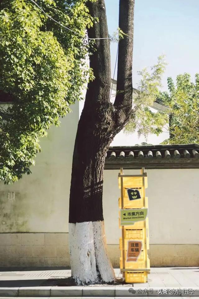 赏银杏、会海鸥，邂逅一场丰容的“昆明式暖冬”