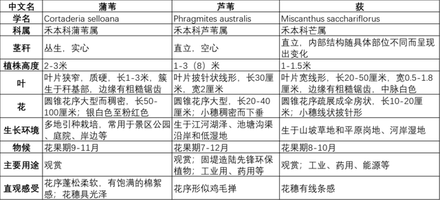 刷爆朋友圈的昆明蒲苇，原来都藏在昆明这些地方~