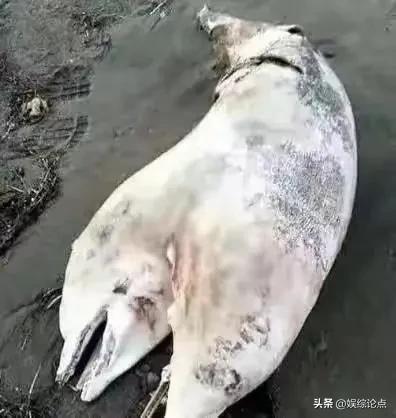 30张你从未见过的绝密照片:解密照片背后的真实与震撼