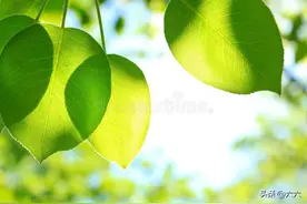 如果，累了、烦了、愁了、撑不住了，就看看这11句话吧图片