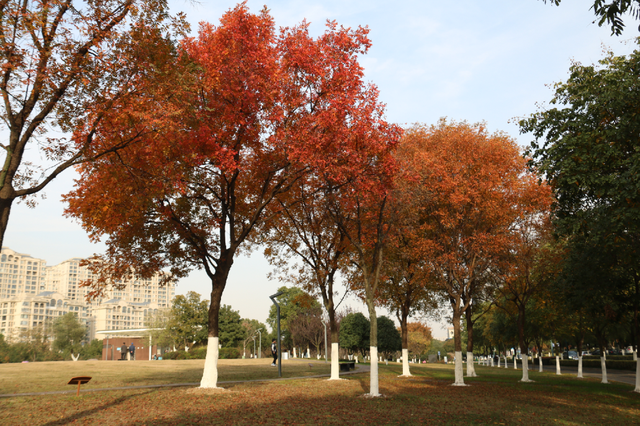 超出片！江阴这些地方“红了”！