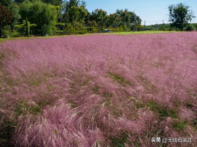 石家庄多地现“梦幻粉色花海”，快来打卡！