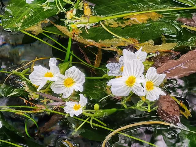 大理的冬天,竟藏着一片会开花的湖!