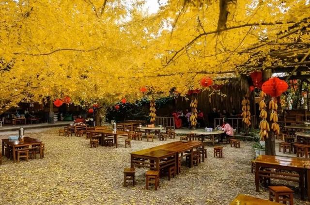 闯入金色童话！2025滇西银杏秘境全揭秘，这样玩才够味