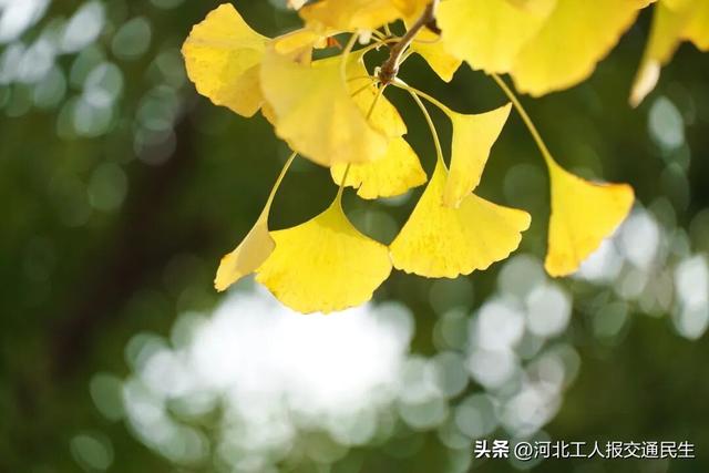 再不去就真没啦！石家庄8大绝美银杏打卡地推荐！