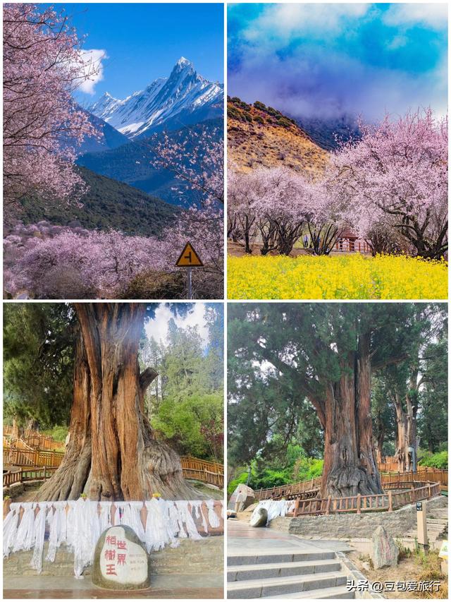 西藏林芝深度游：邂逅雪山桃花与森林的浪漫