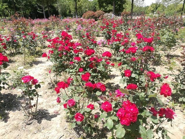 别让才艺班吞噬童年！这2个根基才是孩子一生的铠甲