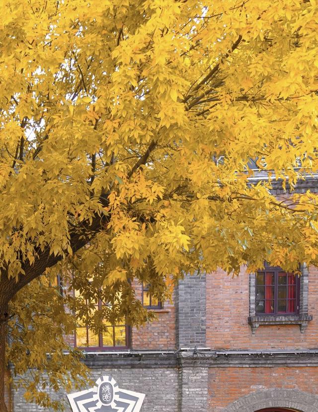 “北平之秋便是天堂” | 五四大街的金色浪漫！