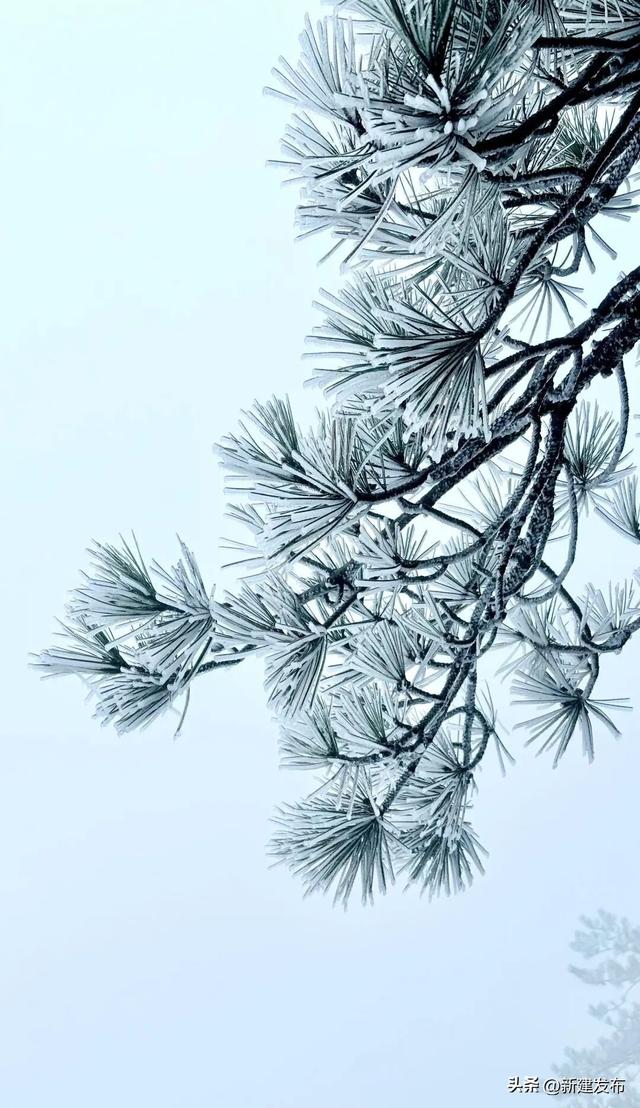 江西多地出现大片雾凇！马上又要反转！即将升温→