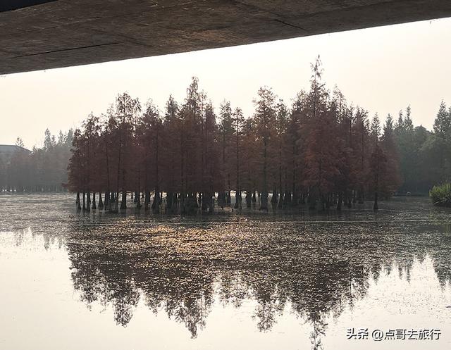 成都最美水杉红了，染红了湖面，不要门票，地铁公交直达！