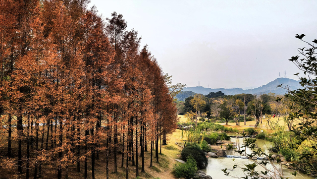 藏在市中心的莫奈花园，不仅能观赏绝美水杉，还能露营溜娃拍照