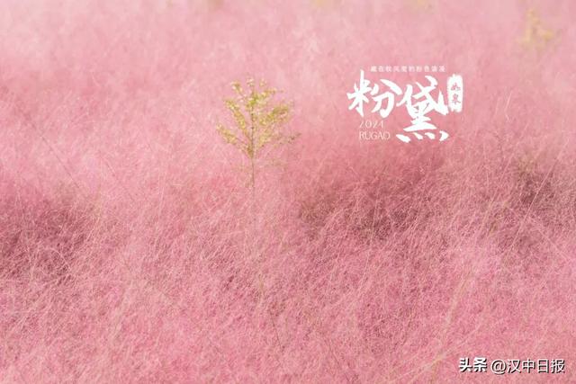 汉中第二届芦苇季即将开始！