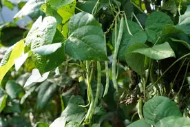 打破种子依赖！5种能自己留种的蔬菜，种一次吃好几年图片