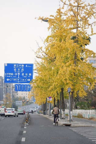 银杏黄了，太阳暖了，武侯在等你