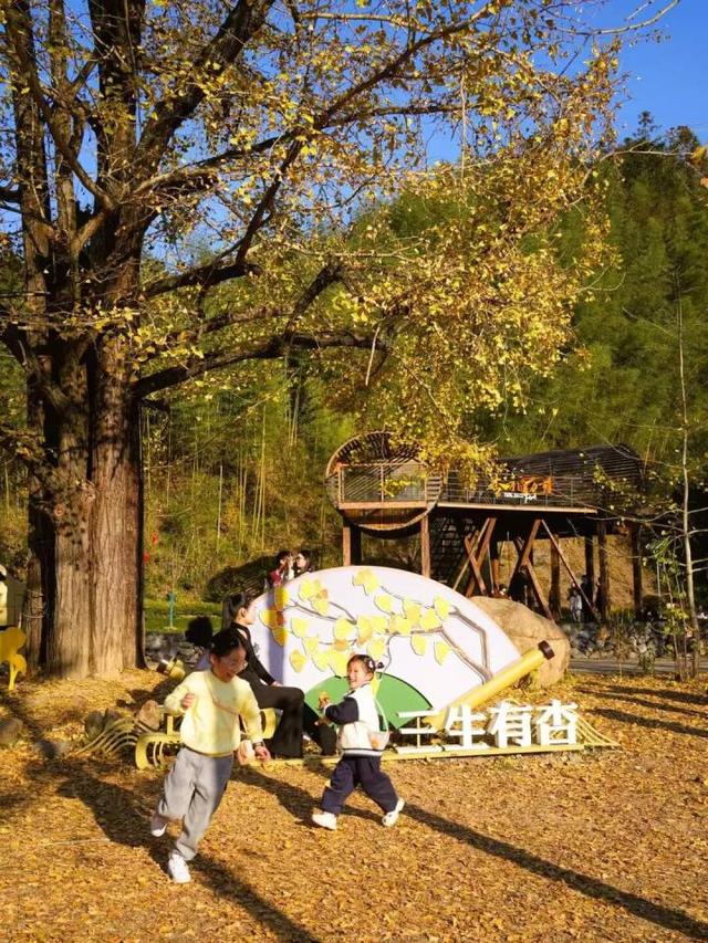 好期待！杭州西南这个银杏谷，进入变色倒计时~