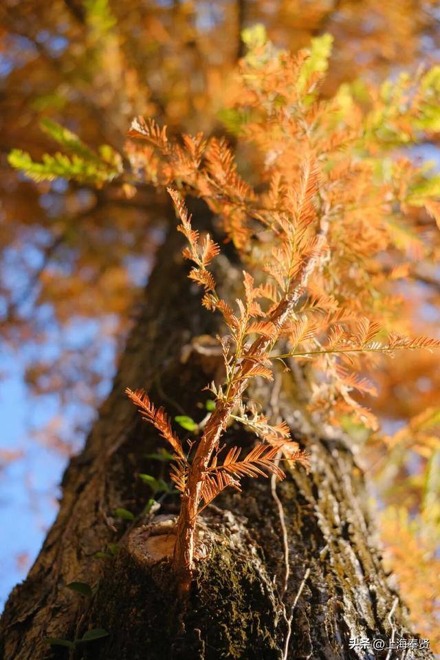 奉浦校园初冬美景大赏，你家娃的学校藏着这样的冬日浪漫