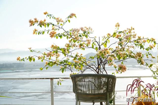 霞浦花沁石，海边莫奈花园的秋冬独属烂漫