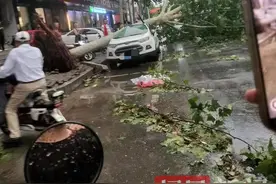 南阳淅川县突刮9级以上雷暴大风，有彩钢棚被掀飞，树木被刮倒砸中多辆汽车，当地回应图片