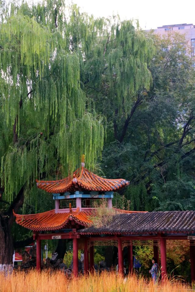 赛罕秋韵：满城秋色关不住，快来把这幅心动画卷收藏进镜头里