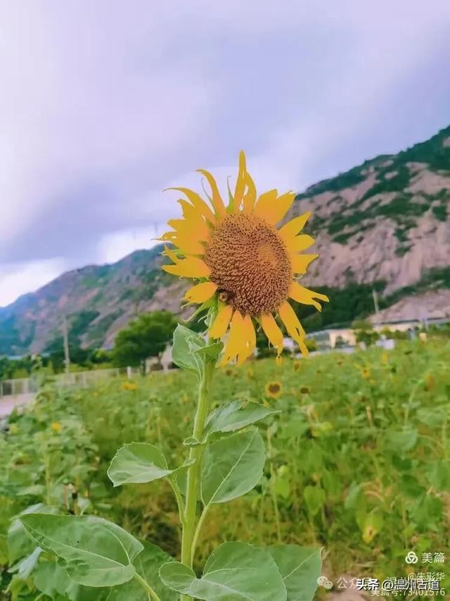 市区的第一波向日葵花海正向你涌来，超适合拍照，周末打卡去！