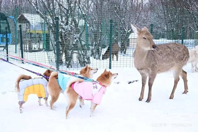 企鹅伴滑、与鹿同行，来神农架原始森林仙境尽情撒欢