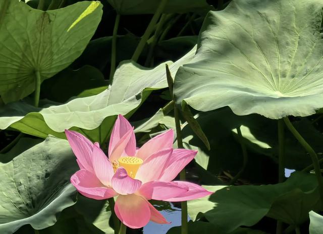 “清水出芙蓉,天然去雕饰” :荷花朵朵开,“荷荷”又美美!