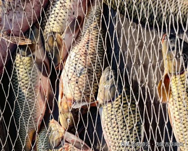 官宣！定档1月10日，呼和浩特又一大型活动来了！