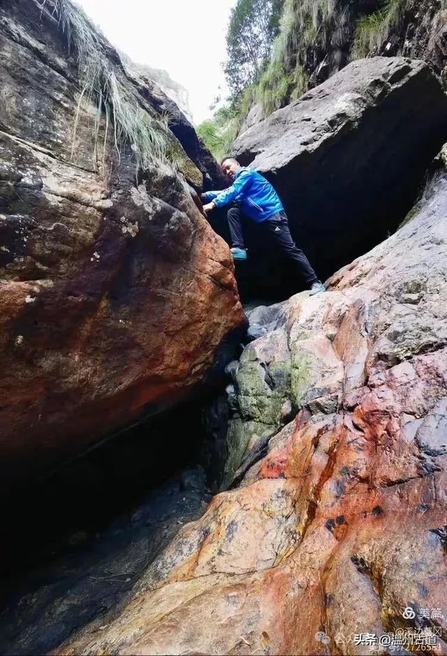 约吗？温州此处枫叶已渐红，这周末将进入赏红叶佳期！