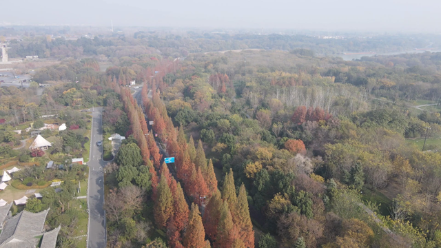 气温渐凉，扬州各地水杉迎来最佳观赏期！