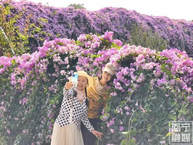 花开成瀑！南宁市花卉公园蒜香藤迎来今年第二次盛花期