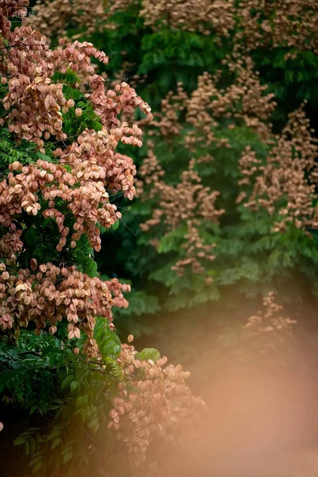 栾树花开,扮靓郫都秋日美景!