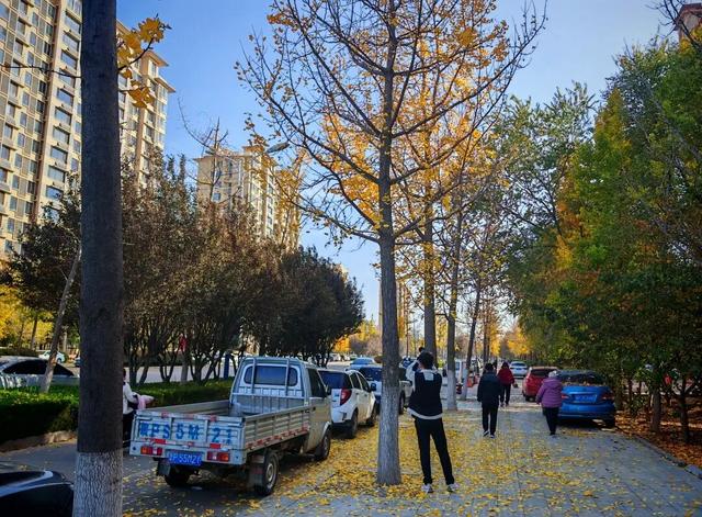 【寻美山东 寻美聊城】聊城阳谷，一树银杏 满城温柔！