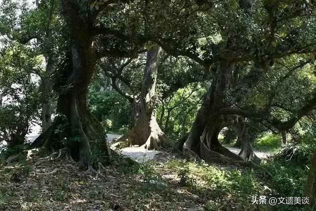 谁说深圳无古色?两座古城+四条古墟+十个古村,鹏城古色别样美