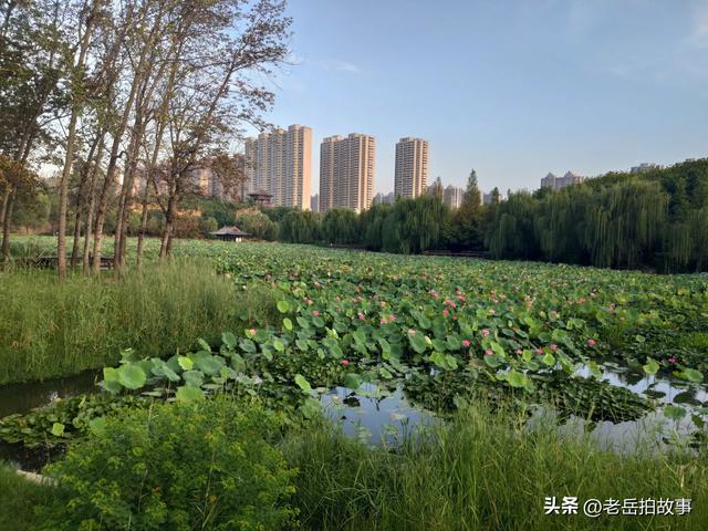 郑州市西流湖公园时下正是赏荷花观芦花的绝佳时候