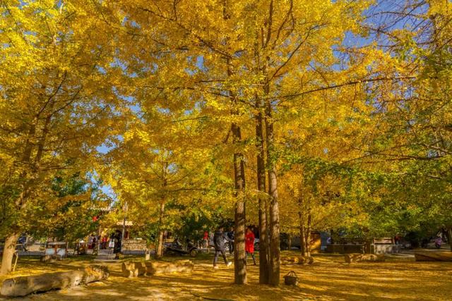 腾冲银杏季｜4天5夜黄金攻略，把金黄、温泉、烟火全打包～