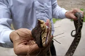 分布在浙江的4种毒蛇！烂肉之王五步蛇，被咬的人手脚溃烂！图片