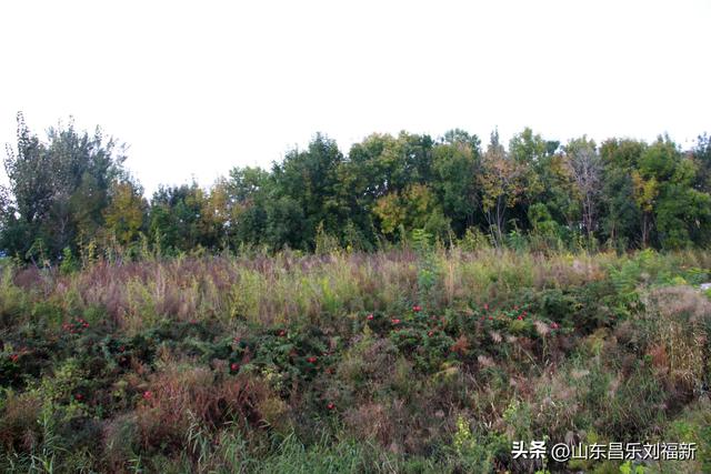 一河两路东端的烧烤场一带暮秋景色