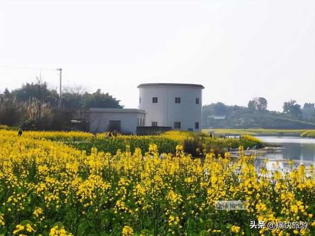 正月春光好，自贡青龙湖油菜花海已提前绽放！