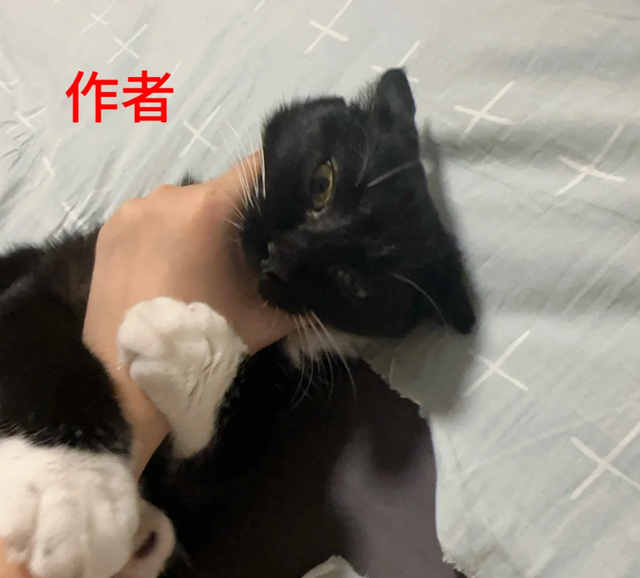 妹子吐槽床单质量不好，没用多久就破洞，网友笑疯：问问你家猫？