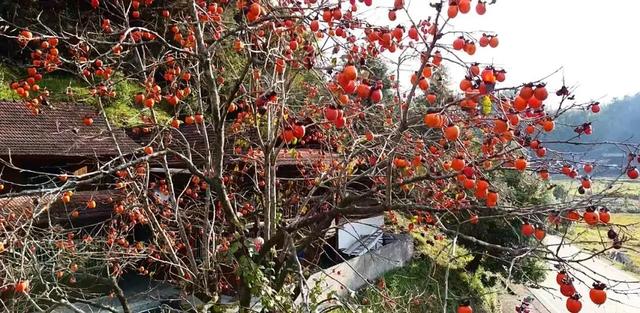 已进入最佳观赏期!邵阳这里美成油画,随手一拍就是壁纸