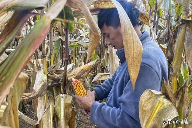 在泸沽湖畔掰玉米，体验大凉山彝族人的农村生活，辛苦并快乐着